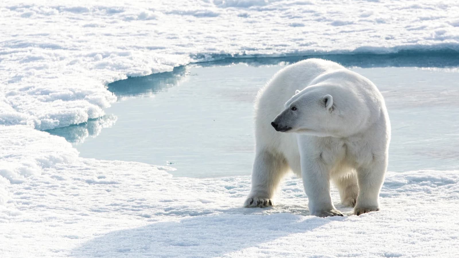 Northwest Passage: The Legendary Arctic Sea Route