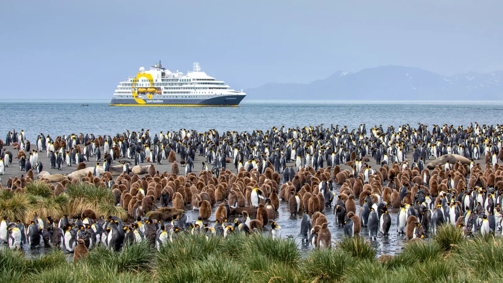 Falkland Islands and South Georgia: 20-Day Wildlife Adventure