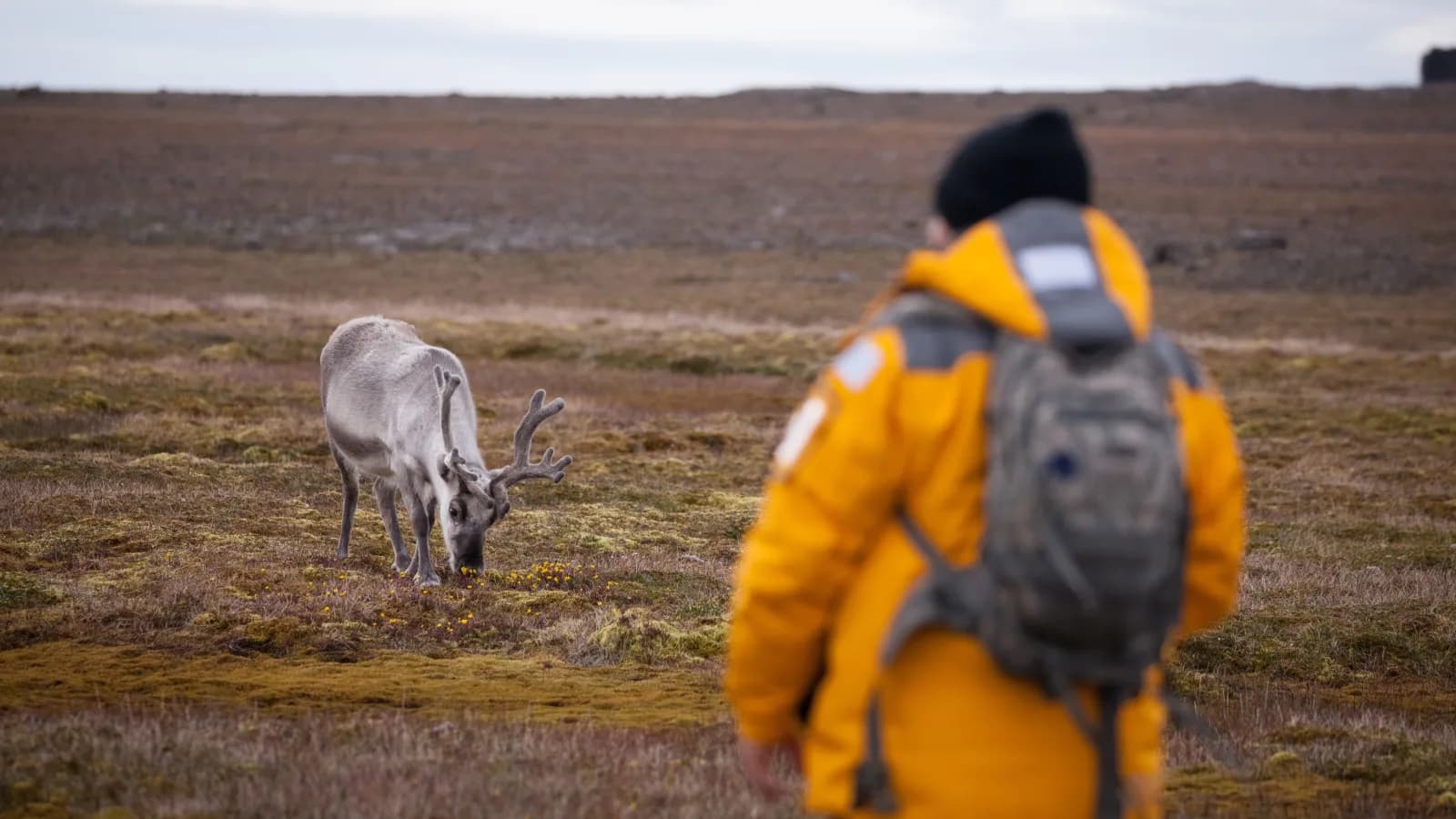 Spitsbergen Highlights: Wildlife Capital of the Arctic