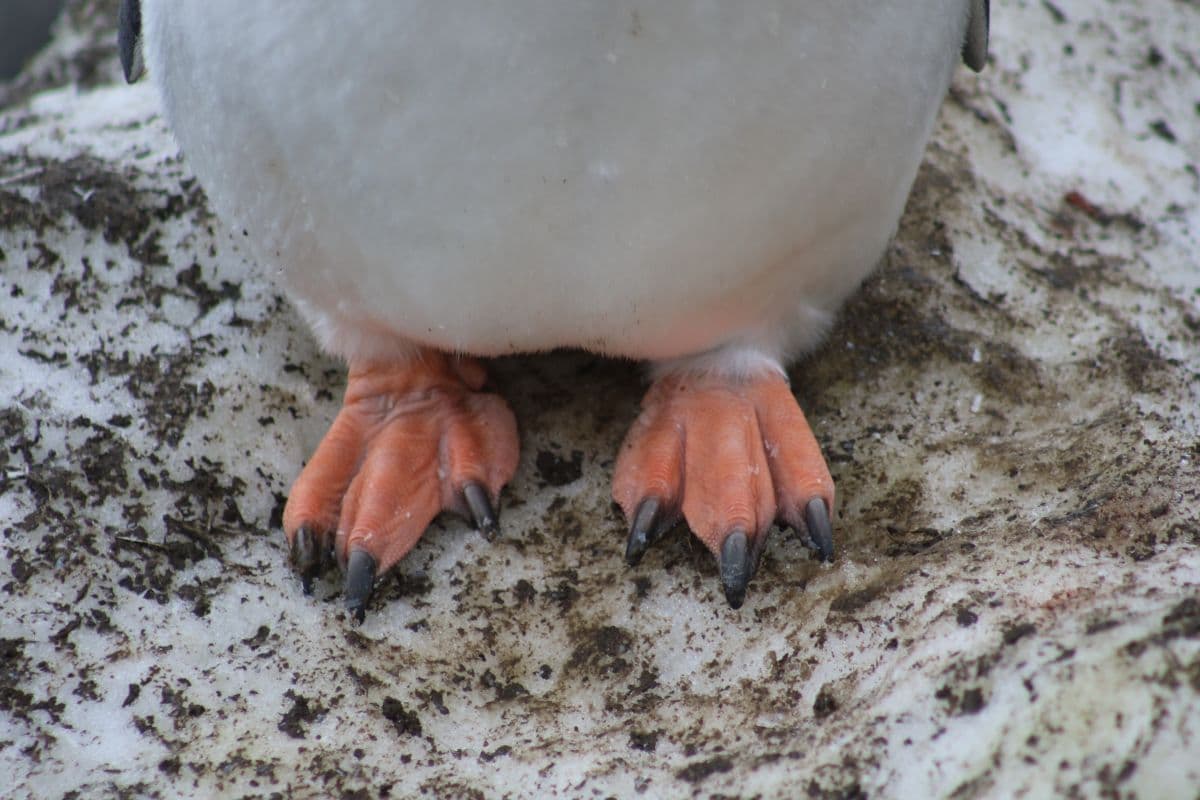Into The Wild South: The Falklands, South Georgia & Antarctica onboard Terra Nova Adventurer